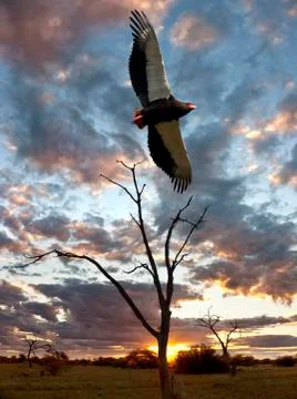 Bateleur Eagle - Savuti - Botswana Stock Photos
