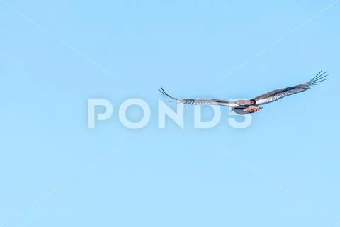 Bateleur eagle, Terathopius ecaudatus, flying Stock Photos