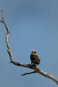 Bateleur eagle on top of dry tree branch, vertical composition Stock Photos