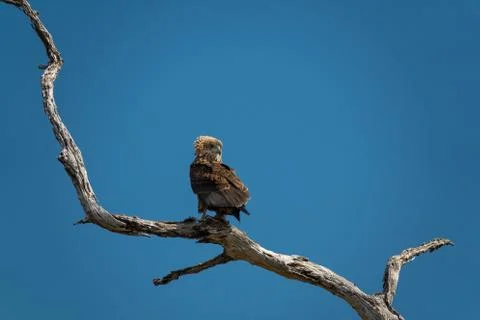 Bateleur eagle on top of dry tree branch looking back Foto stock