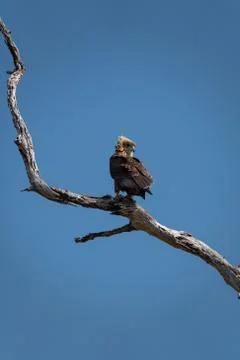 Bateleur eagle on top of dry tree branch looking back, vertical composition Stock Photos