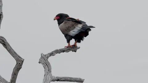 Bateleur perched on dead tree Stock Footage 298308490