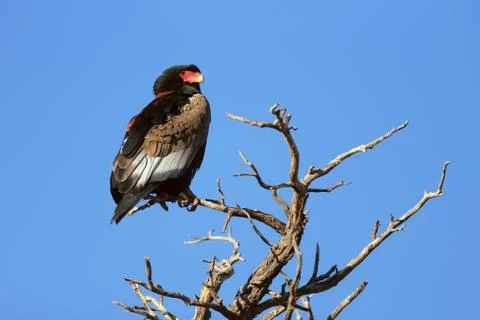 Bateleur perched on top of a tree Foto stock