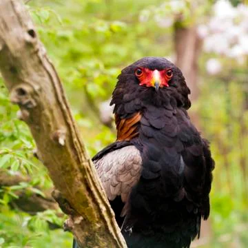 Bateleur Stock Photos