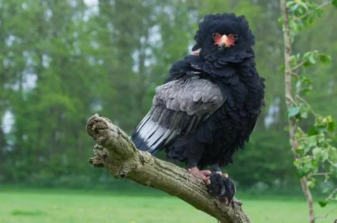 Bateleur Stock Photos