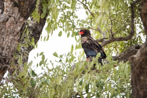 Bateleur Stock Photos