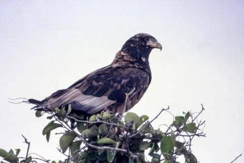 Bateleur Stock Photos