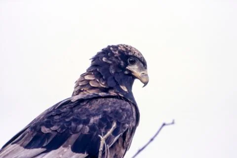 Bateleur Stock Photos