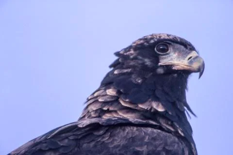 Bateleur Stock Photos