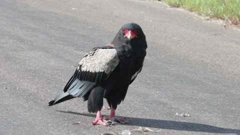 Bateleur with road kill Stock Footage 298308594