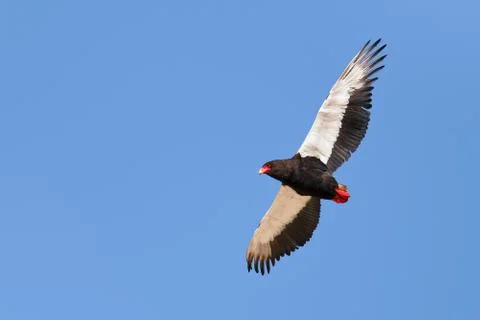 Bateleur wing pattern Stock Photos