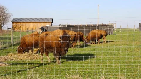 Batelle Darby Bison Herd Video stock 246704352