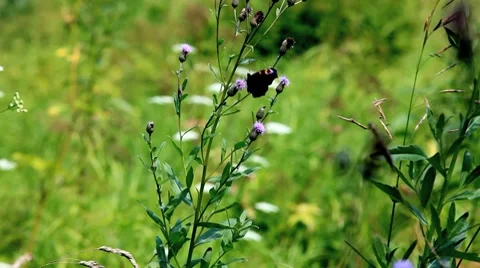 Baterfly Stock Footage 8525227