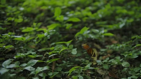 Batesian mimic butterfly(Eresia eunice) Stock Footage 250512286