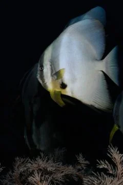 Batfish and its shadows Stock Photos