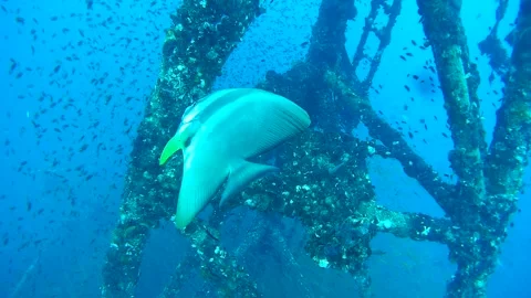 Batfish and school of Fish with Shipwreck, Koh Chang, Thailand Vídeo Stock 246515166