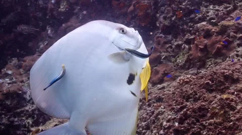 Batfish being cleaned Stock Footage 58304057