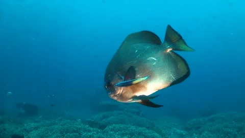 Batfish being cleaned by a small cleaner fish Video stock 130234856