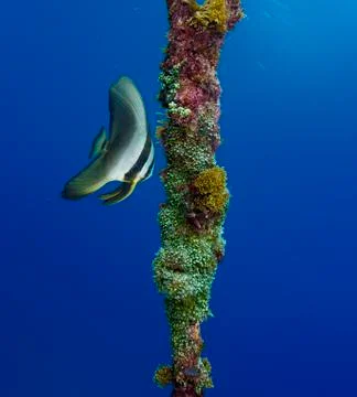 Batfish in the blue Stock Photos