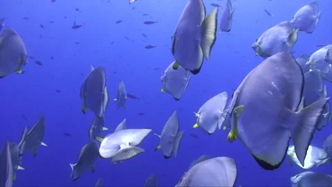 Batfish in the blue with snappers Stock Footage 293939954