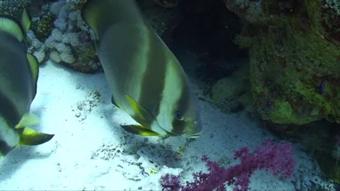 Batfish close up being cleaned 1:2 Stock Footage 293939939