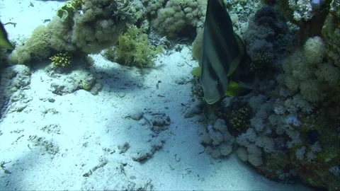 Batfish close up being cleaned 2:2 Stock Footage 293939951