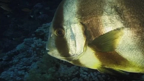 Batfish Close-Up Stock Footage 291073385