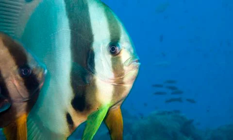 Batfish face Foto stock
