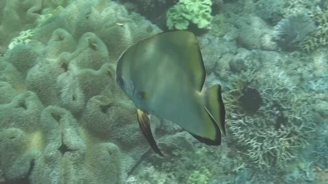 Batfish - Fledermausfisch 2 Video stock 102953008