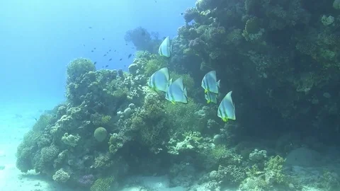 Batfish Stock Footage 96712953