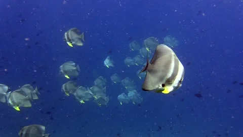 Batfish Stock Footage 139722856