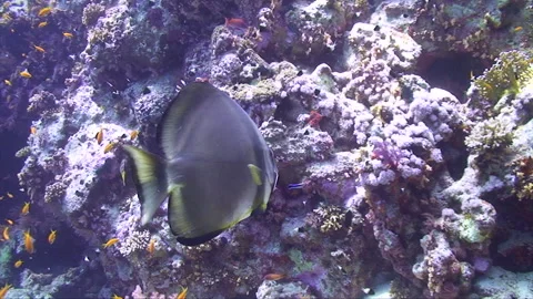 Batfish hooked Stock Footage 293939963