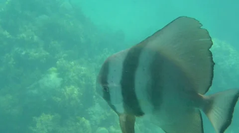 Batfish in the Indian Ocean Stock Footage 32253927
