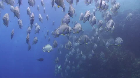Batfish large shole from front Stock Footage 293939960