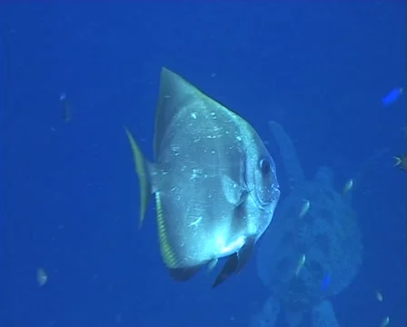 Batfish in Midwater getting cleaned Stock Footage 1090951