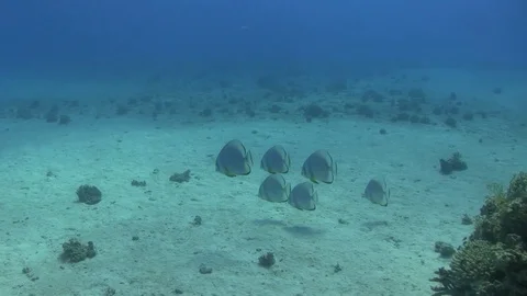 Batfish over sandy bottom Stock Footage 96706007