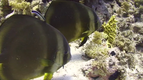 Batfish pair being cleaned Stock Footage 293939924
