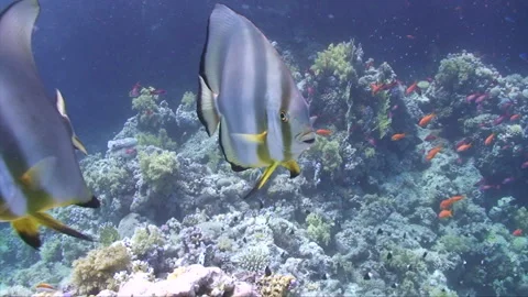 Batfish pair cleaner wrasse (close) Stock Footage 293939919