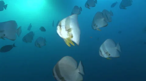 Batfish passing at sunset Stock-Footage 62281942