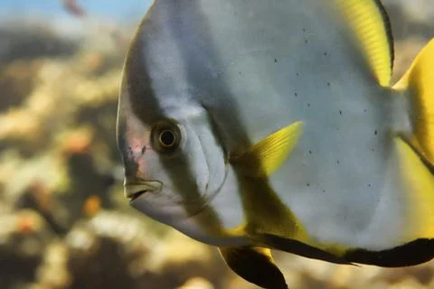 Batfish Stock Photos
