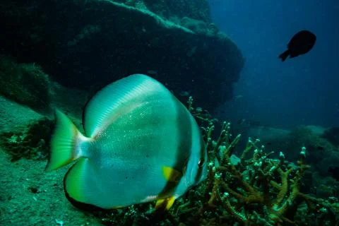 Batfish Stock Photos