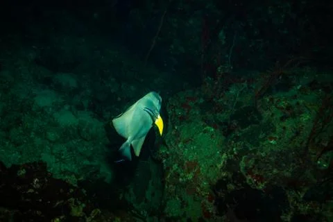 Batfish Stock Photos