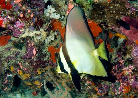 Batfish Stock Photos