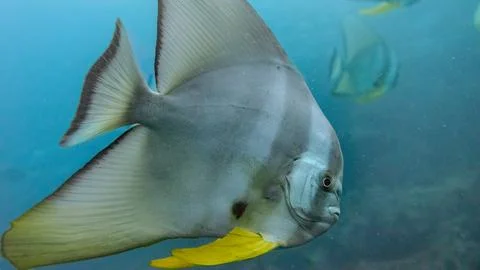 Batfish Stock Photos