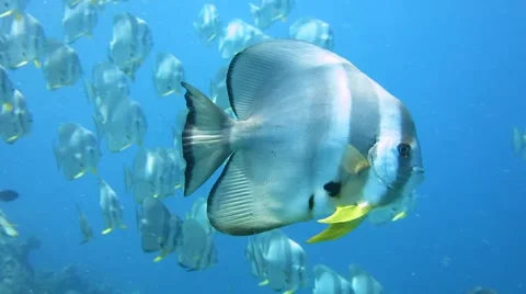 Batfish school Stock Footage 43045453