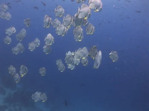 Batfish School Stock Footage 98669249
