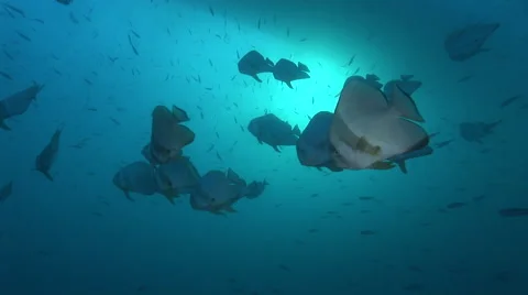 Batfish schooling above at sunset Vídeo Stock 62284886