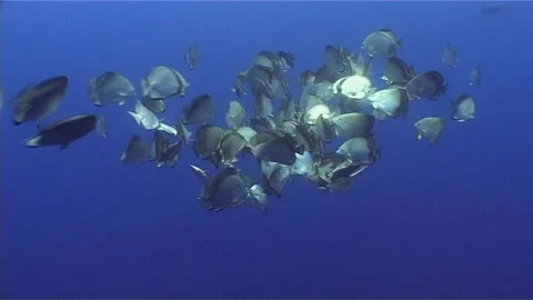 Batfish Scooling In Red Sea Waters Stock Footage 299895366