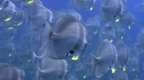 Batfish shoal.  Close Up. Colour Corrected 库存影片 61911112