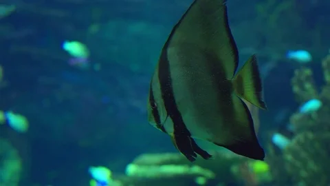 Batfish in Slow Motion Stock Footage 82877333